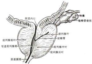 前列腺疾病